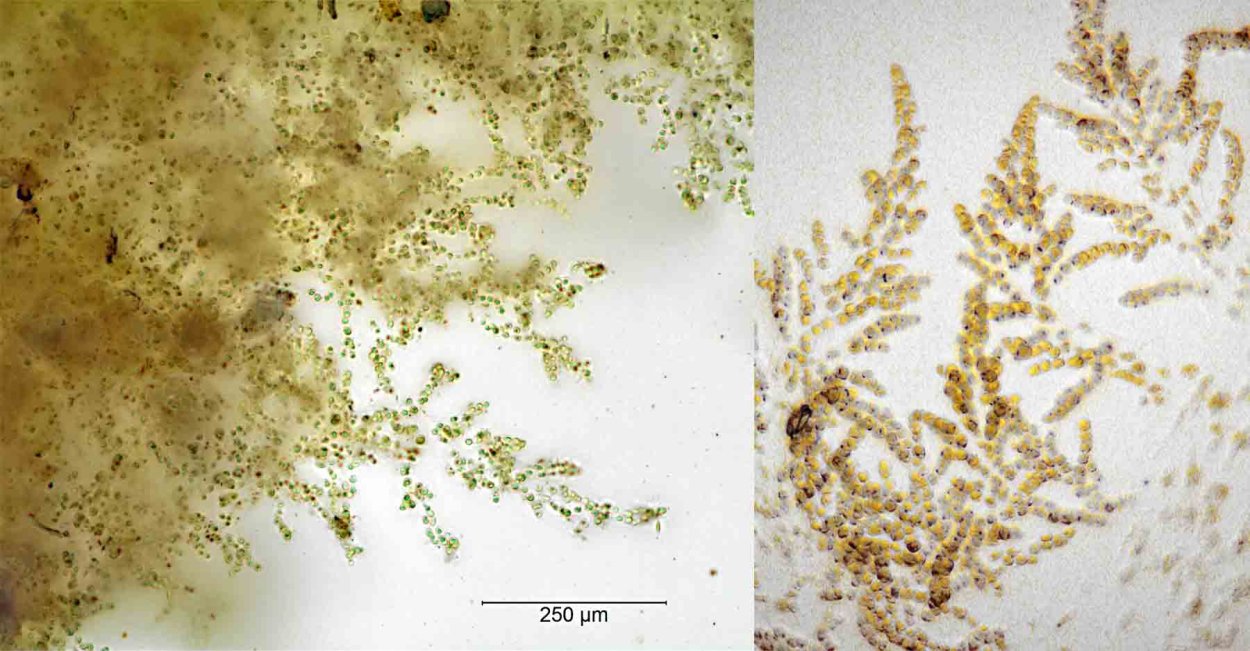 Гидрурус водоросль