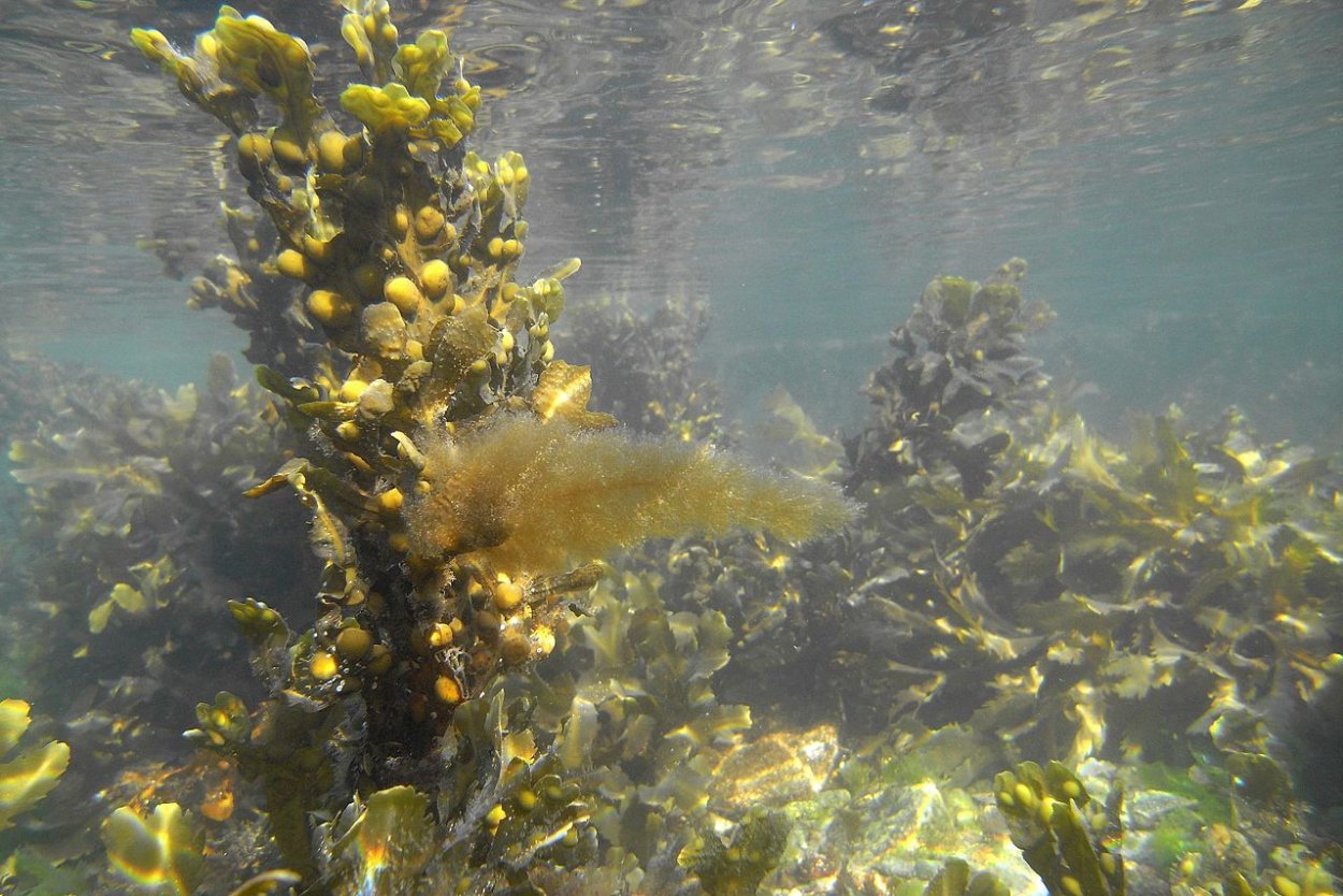 Xanthophyta водоросли