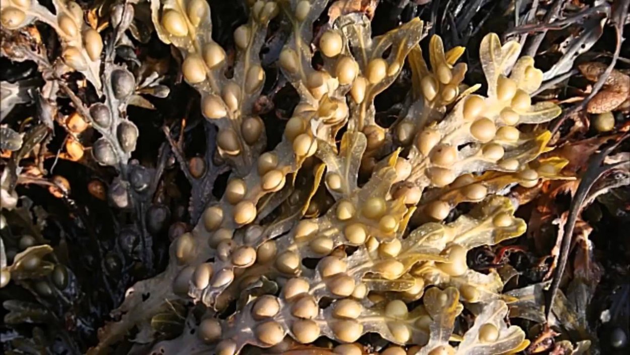 Бациллариофициевые водоросли Средиземное море