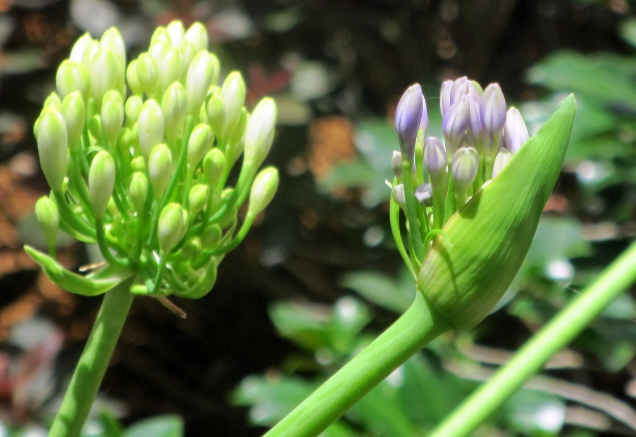 Индийский лук цветет