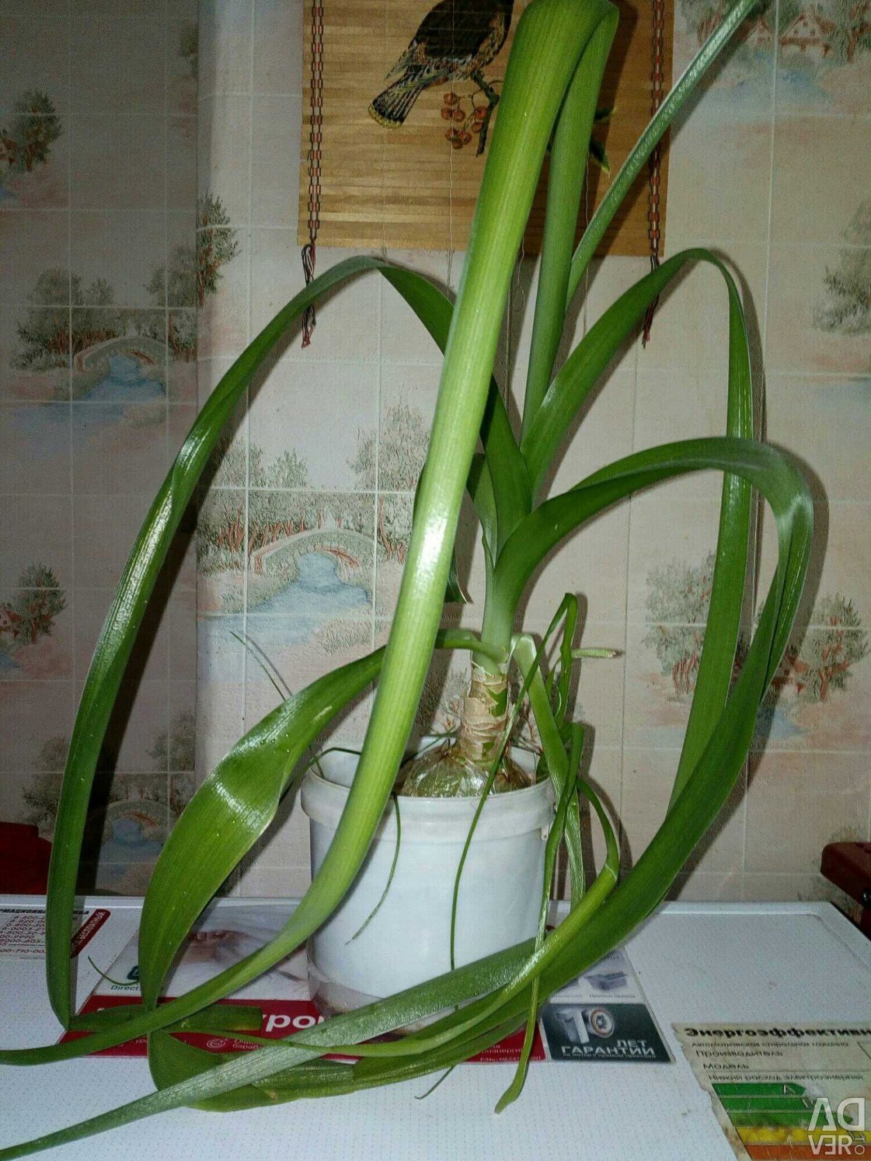 Плод лука репчатого