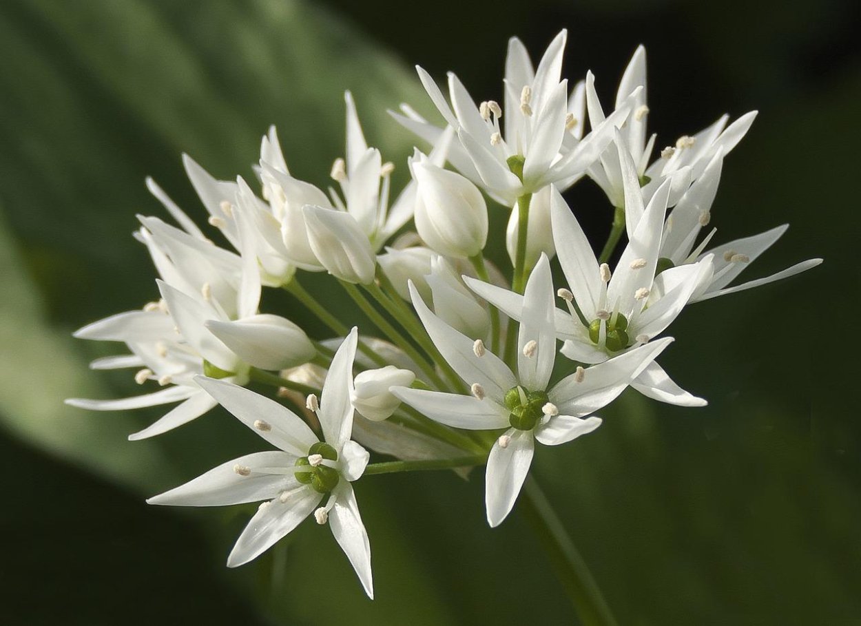 Птицемлечник хвостатый