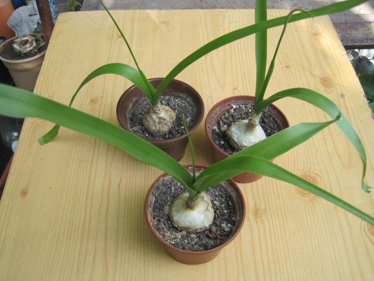 Аллиум сативум