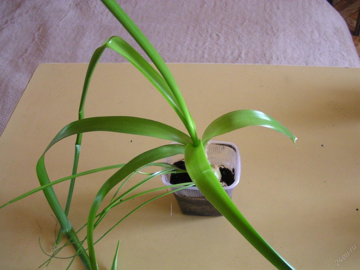 Доклад на тему комнатные лекарственные растения индийский лук