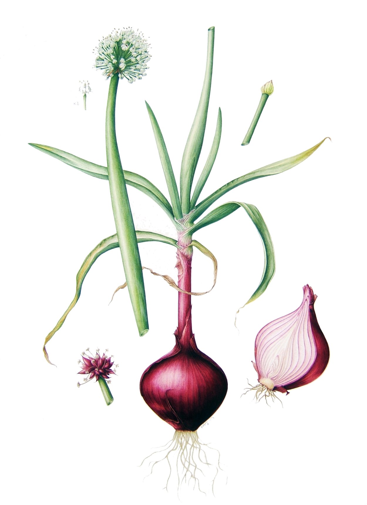 Аллиум Еллоу фэнтези