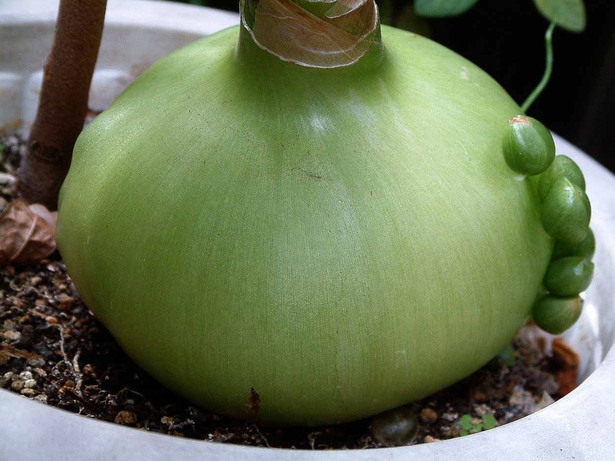 Тюций китайский лук