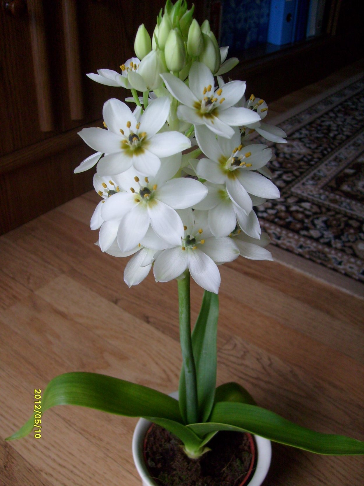 Цветок луковица гиацинта