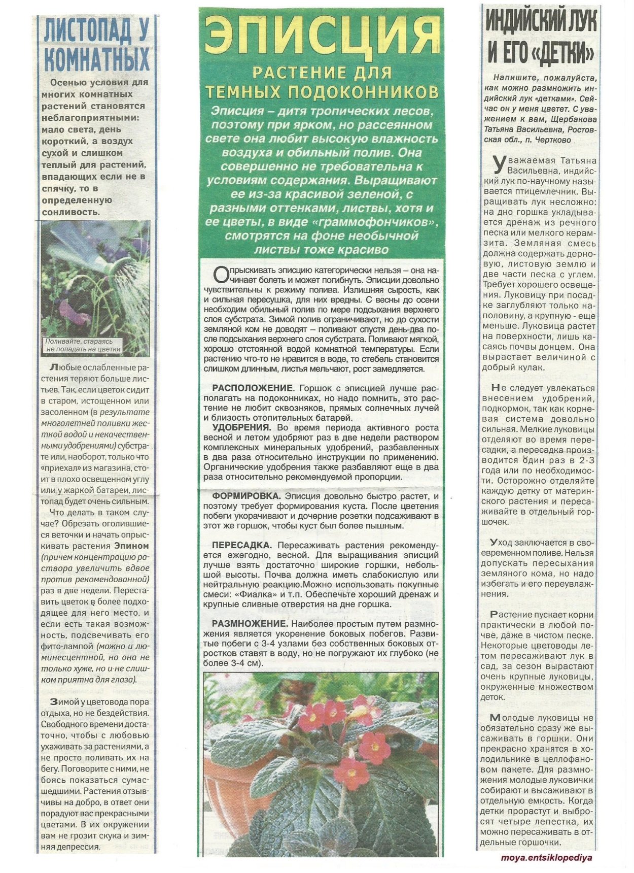 Индийский лук птицемлечник лечебный