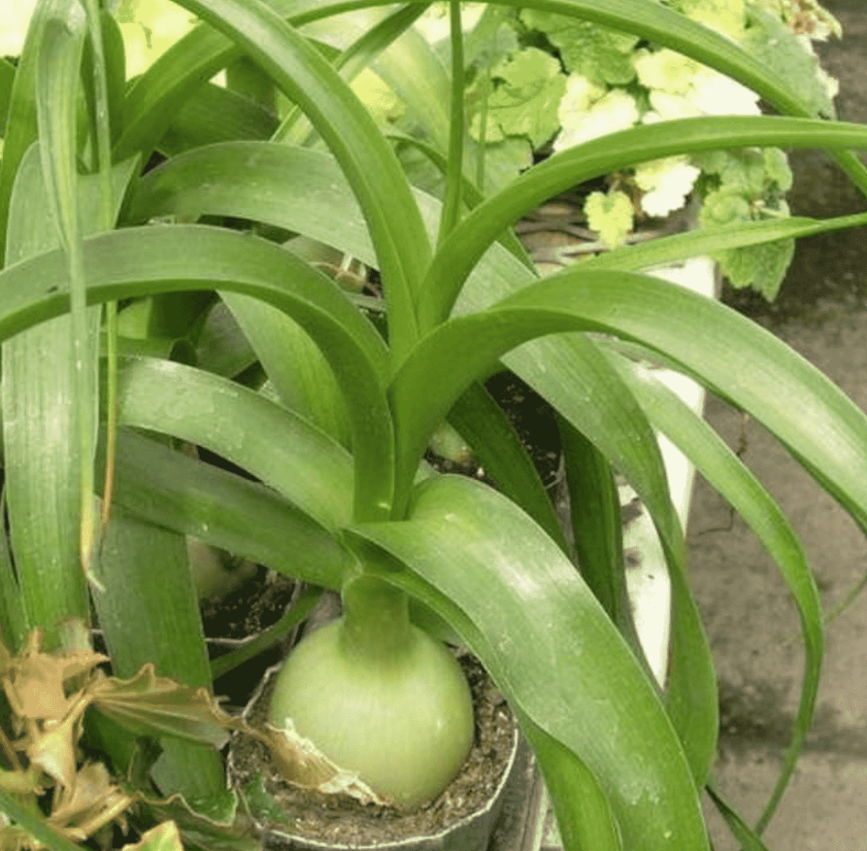 Индийский ядовитый лук