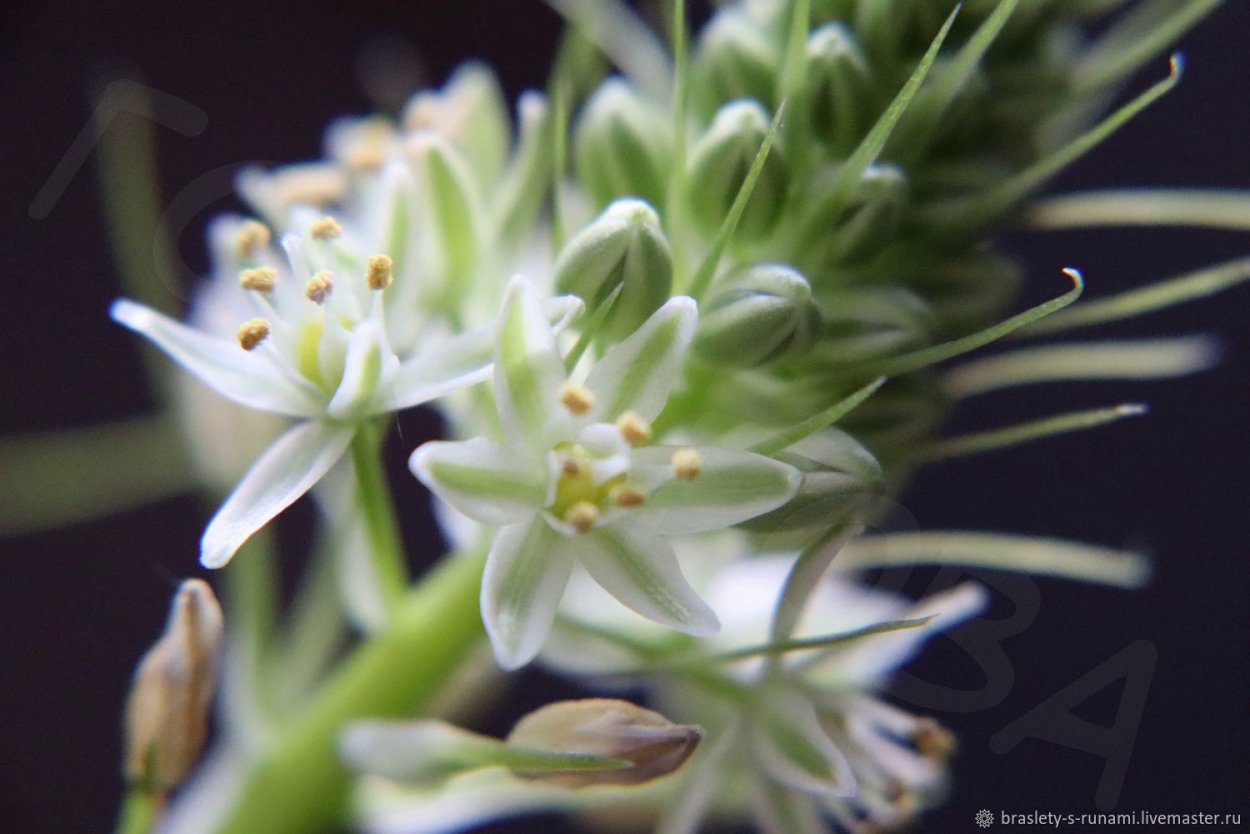 Пророщенная луковица