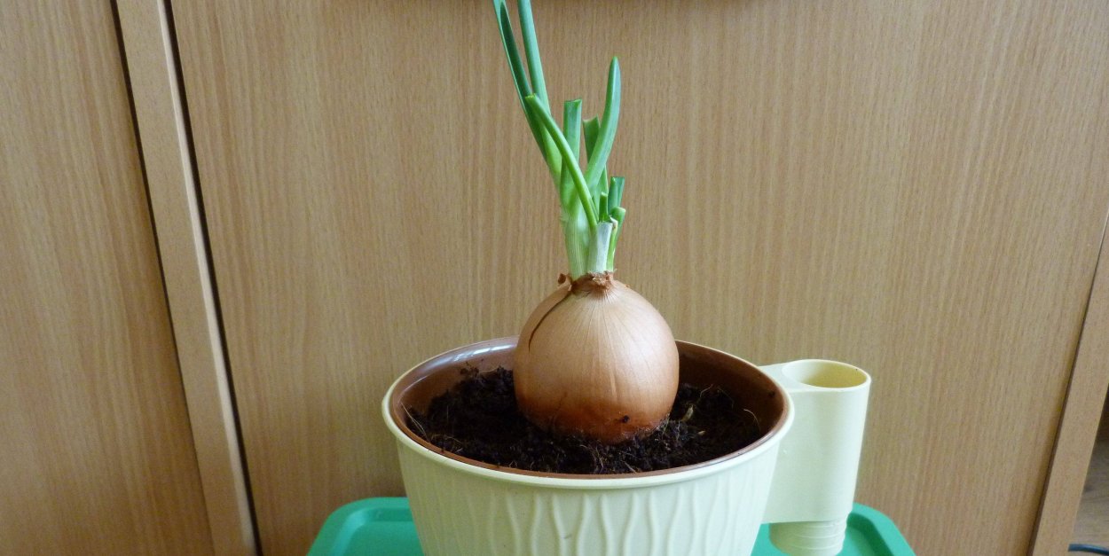Зелёный лук на подоконнике