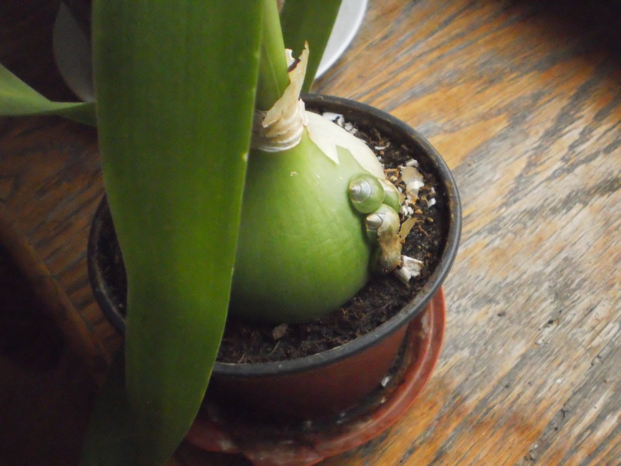 Индийский лук лечебные