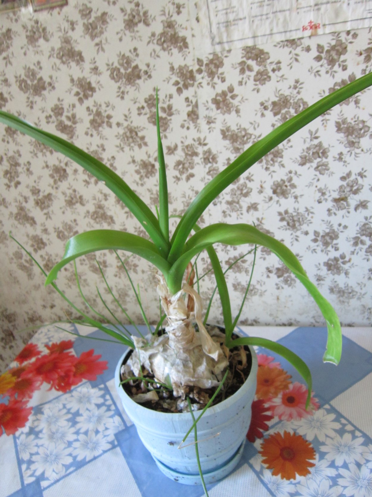 Allium Atropurpureum лук