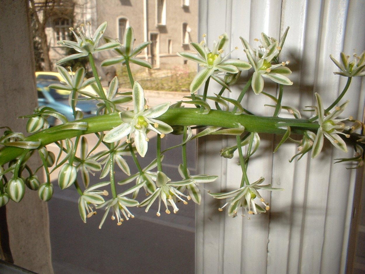 Растение индийский лук бутон