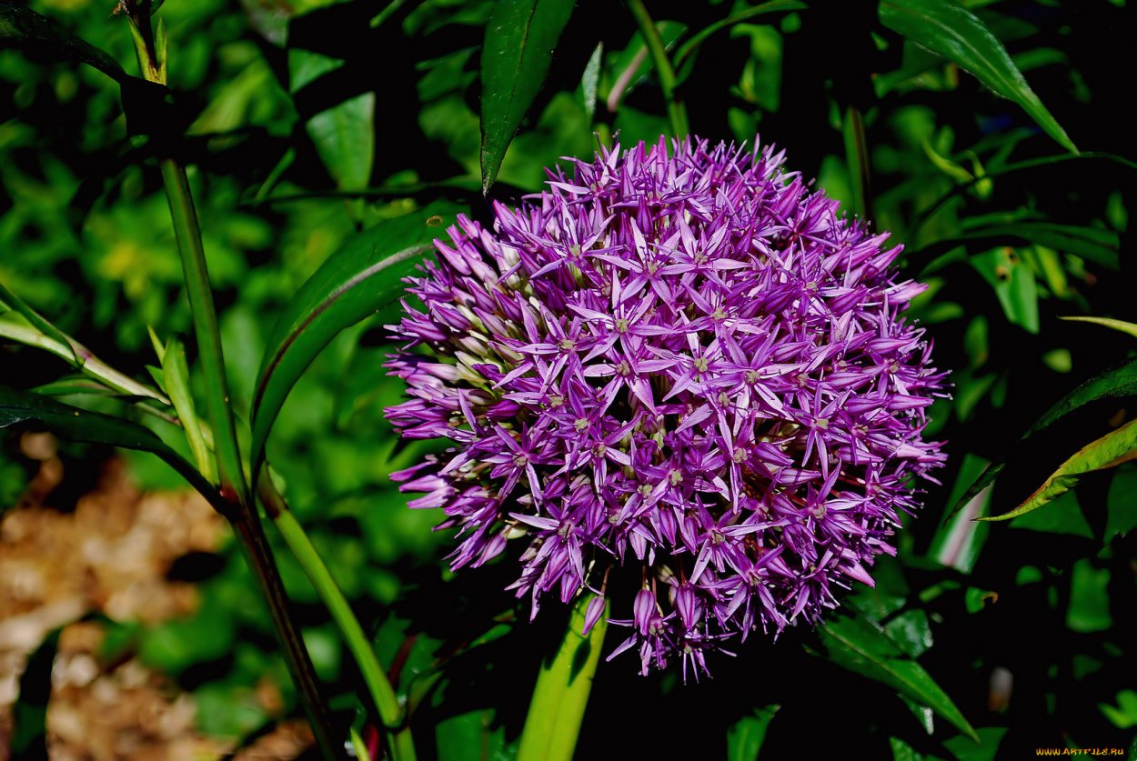 Птицемлечник хвостатый (по-другому индейский лук)
