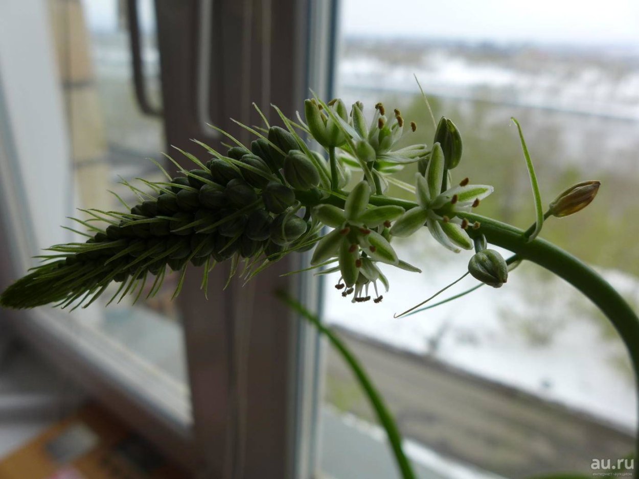 Mount Everest аллиум