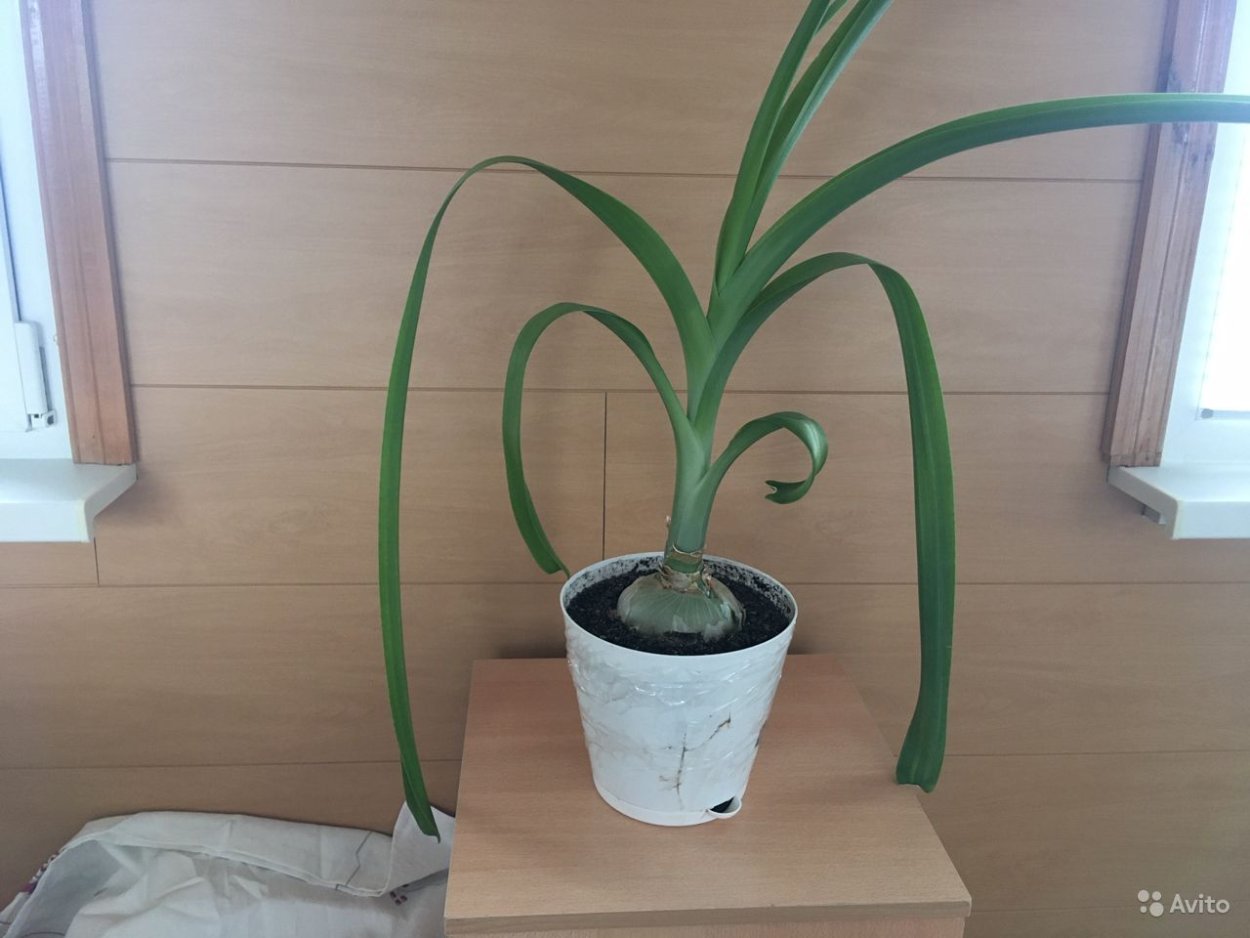 Птицемлечник хвостатый или индийский лук