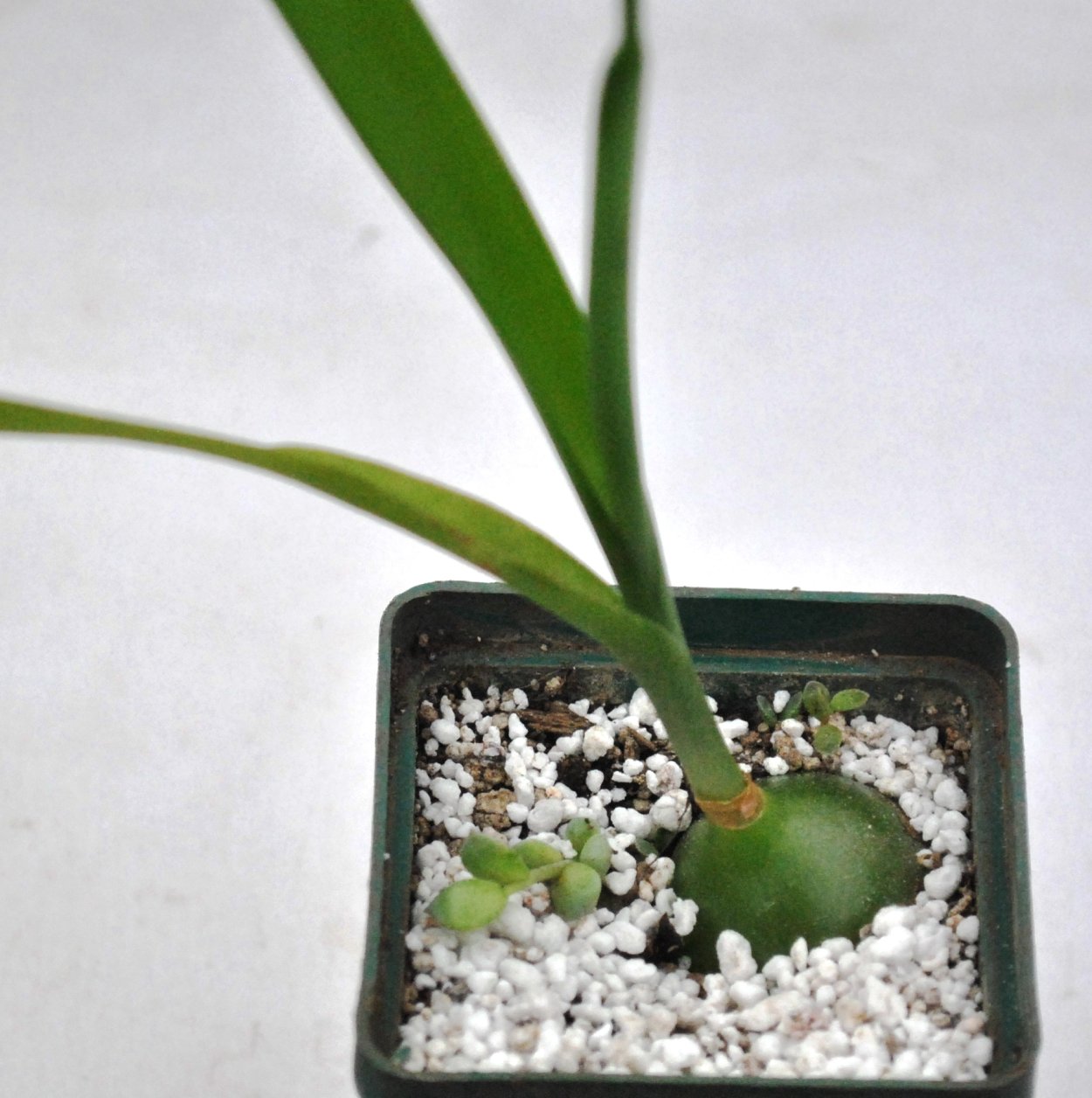 Птицемлечник Буше