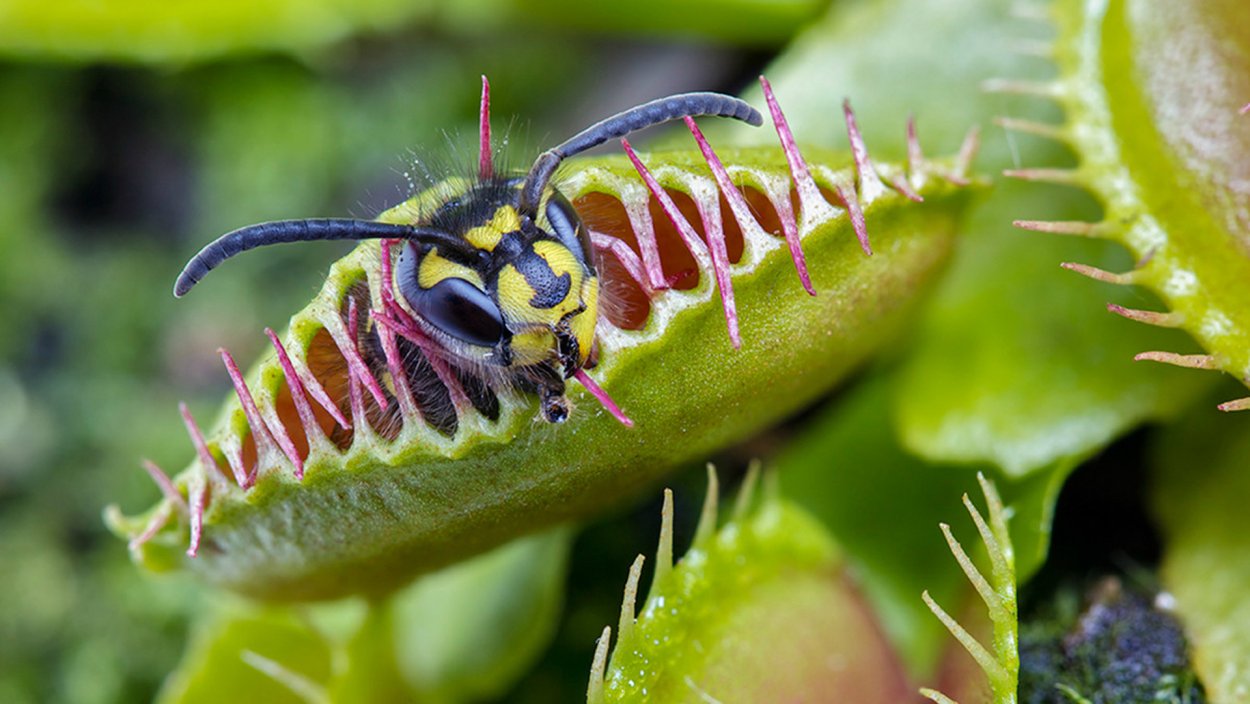Скотт Граймс Зубастики