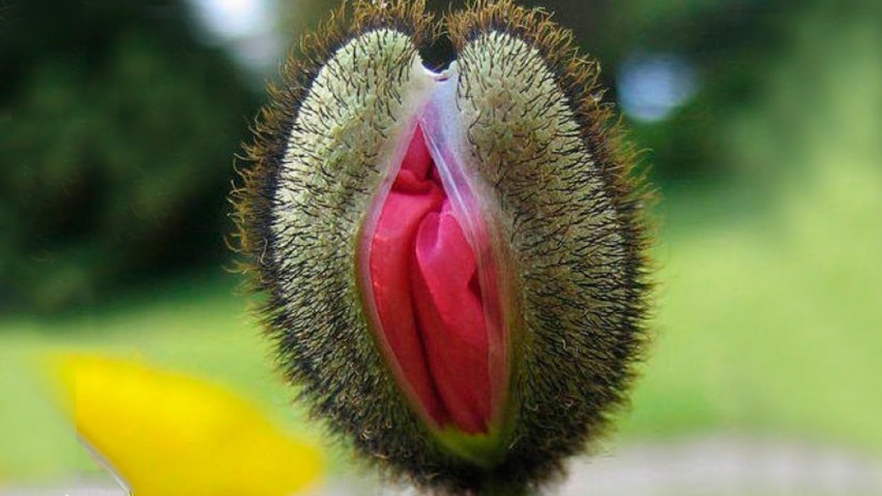 Личинка мухоловки