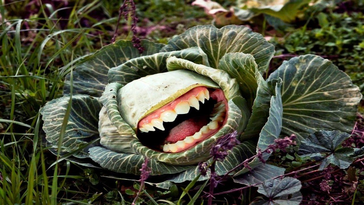 Хищное растение мухоловка