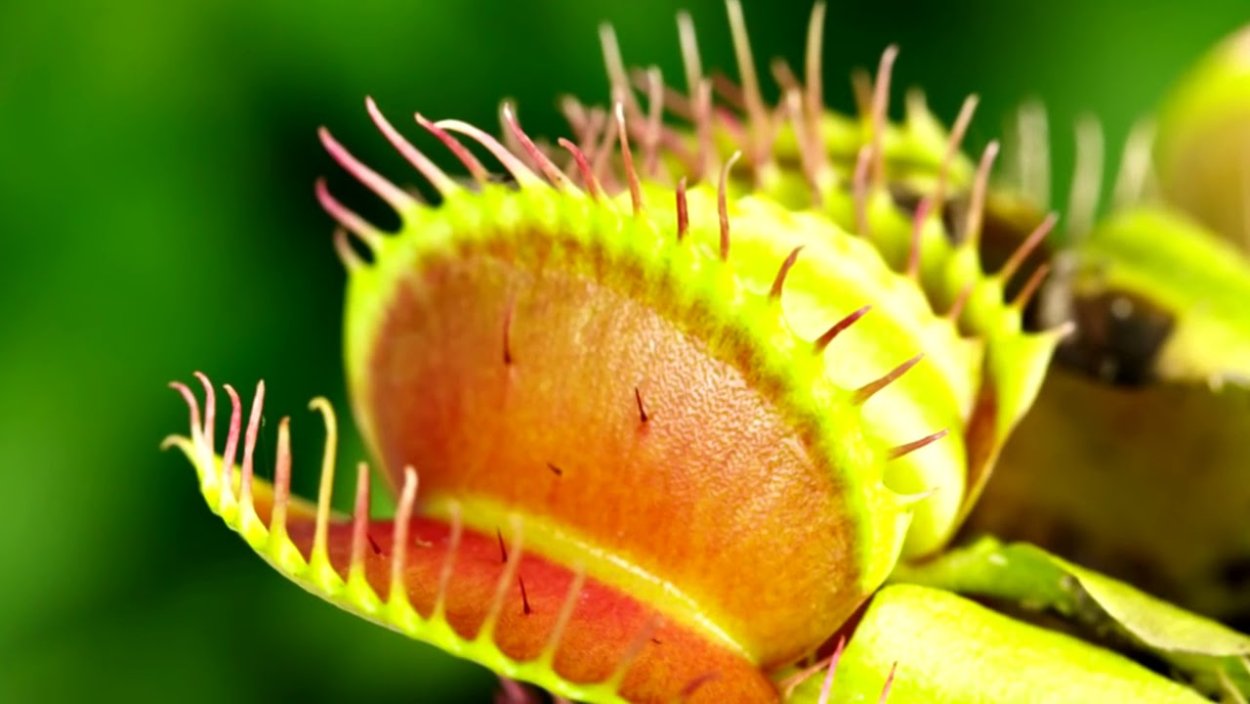 Брошь маки из полимерной глины