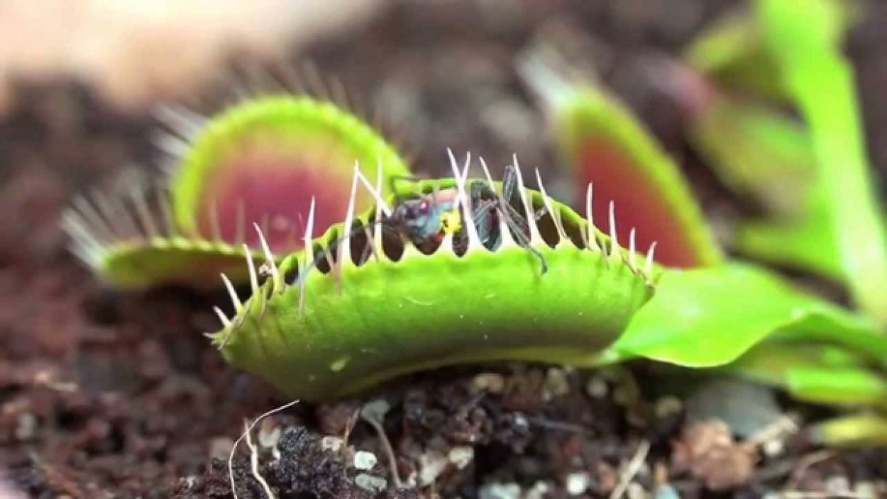 Зубастый цветок