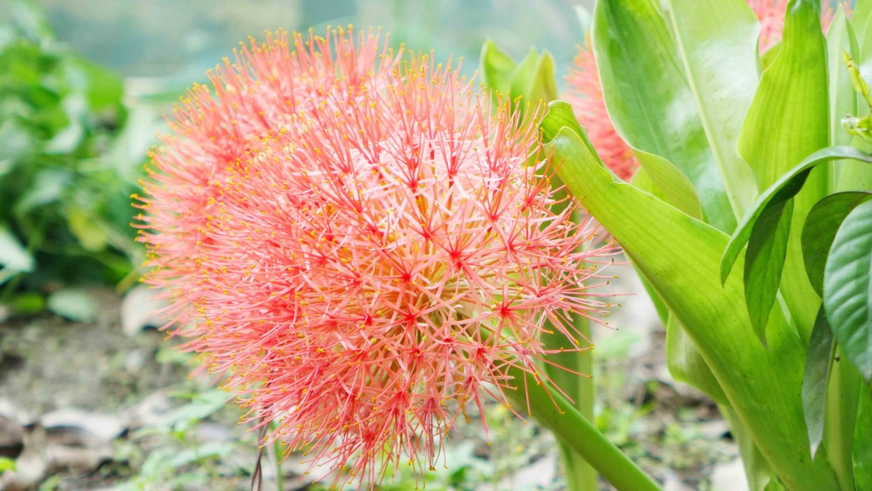 Девушка с цветами и шарами