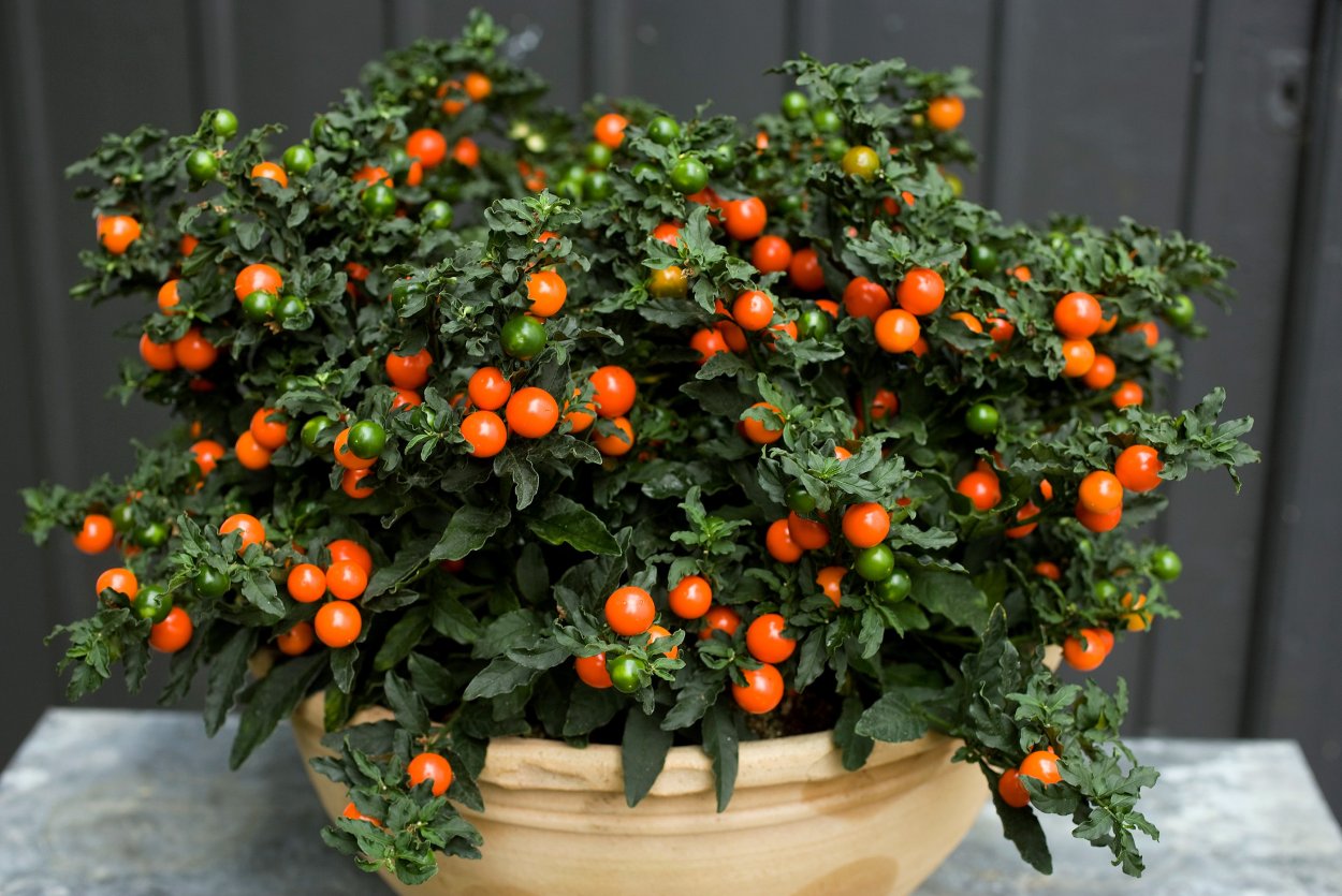 Паслён (Solanum)