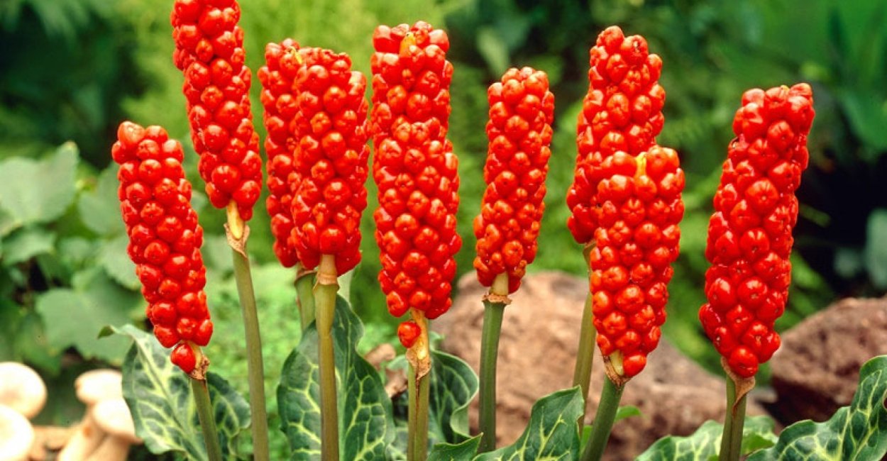 Ампельный пушистый Кактус