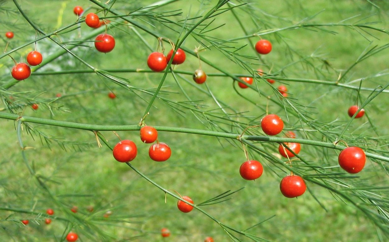 Спаржа коротколистная