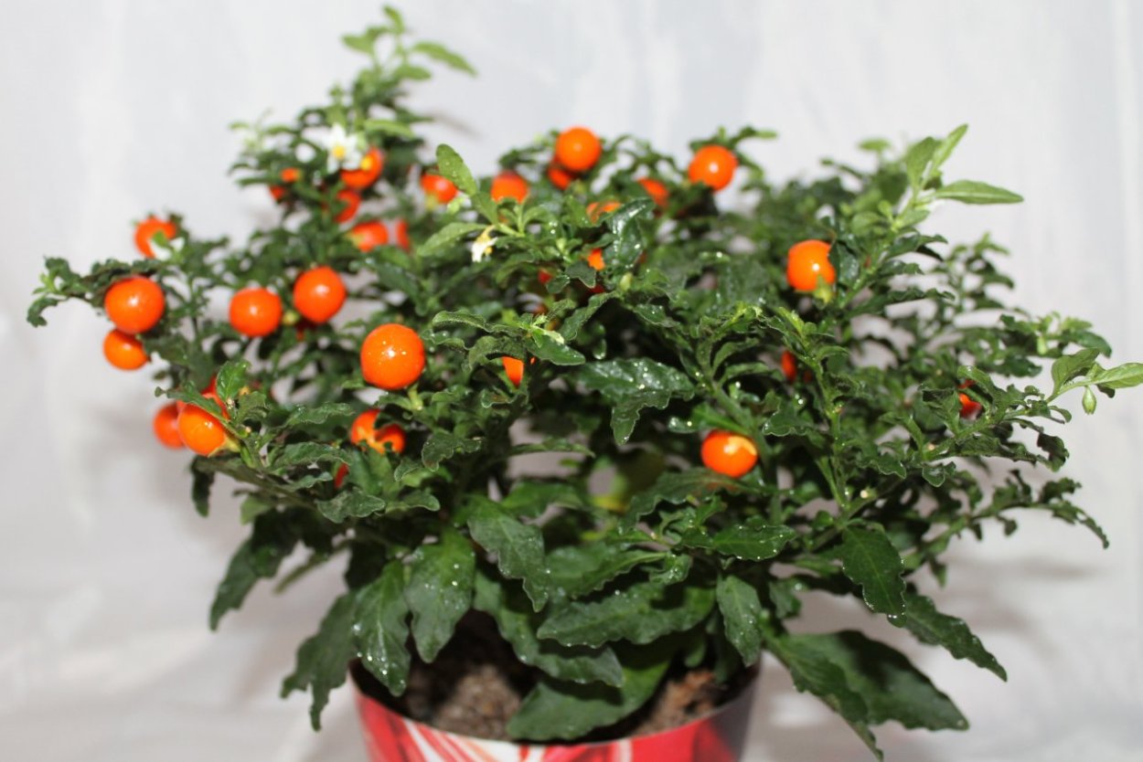 Паслен Соланум комнатный