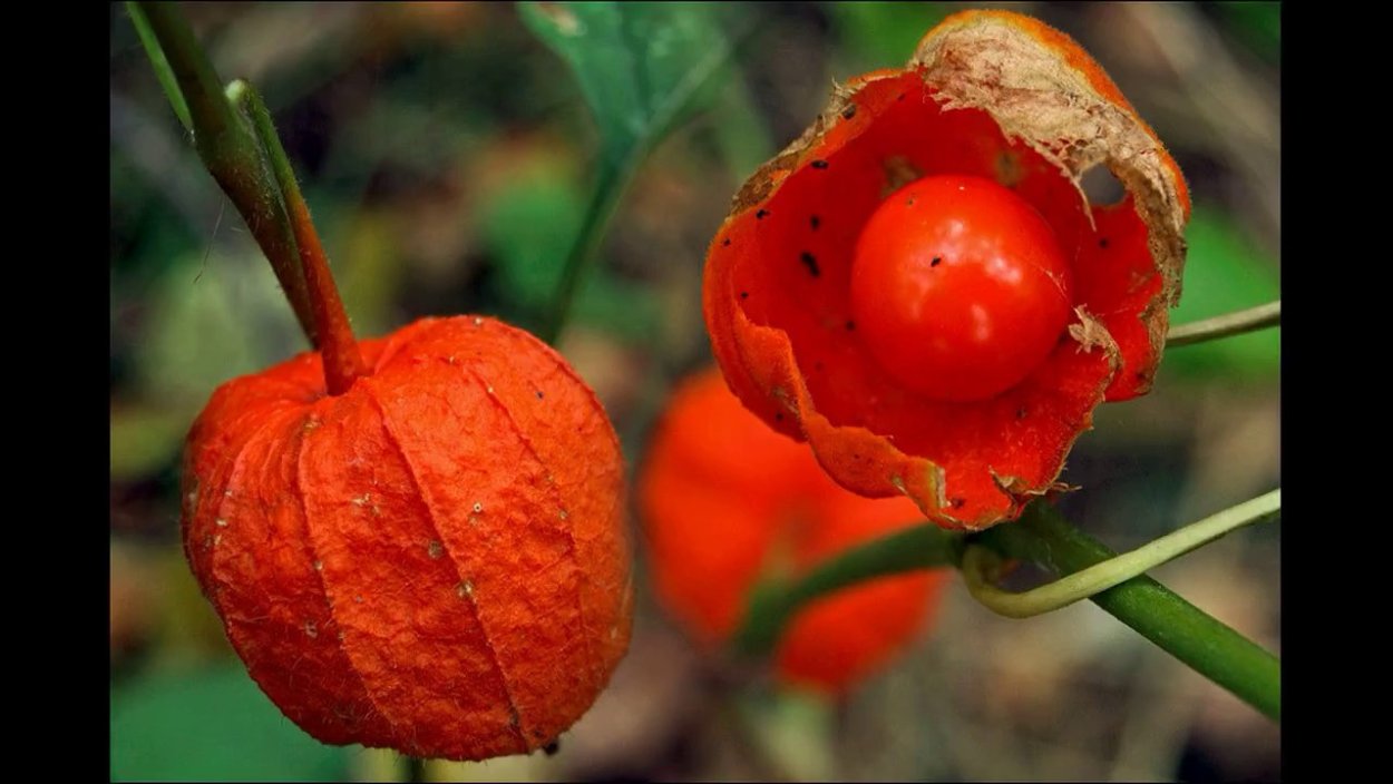 Растение с красными колючками