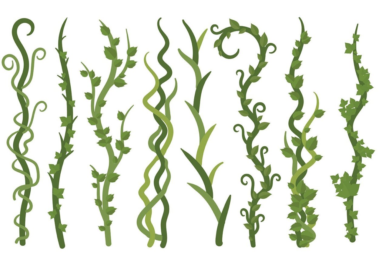 Водоросли лианы