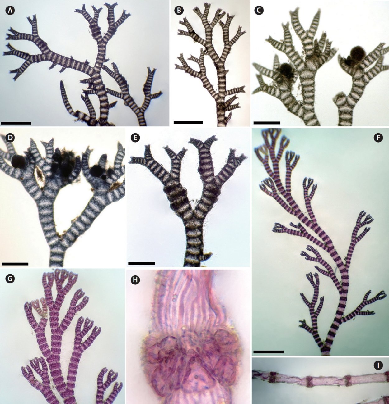 Кораллы для рисования