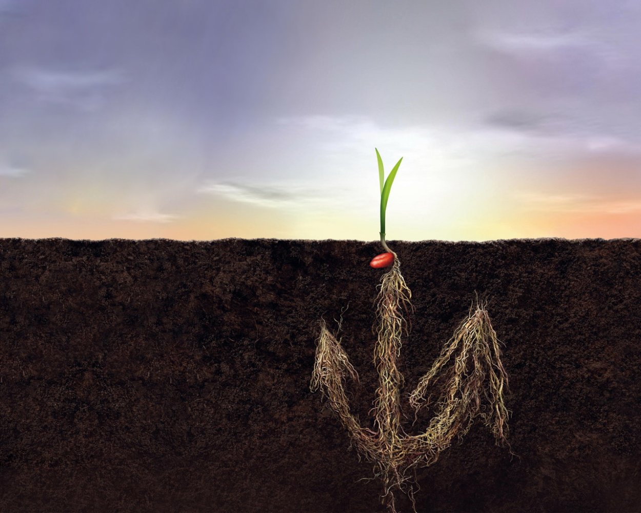 Росток из земли