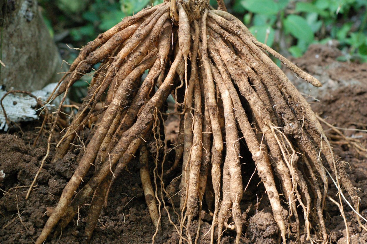 Shatavari root