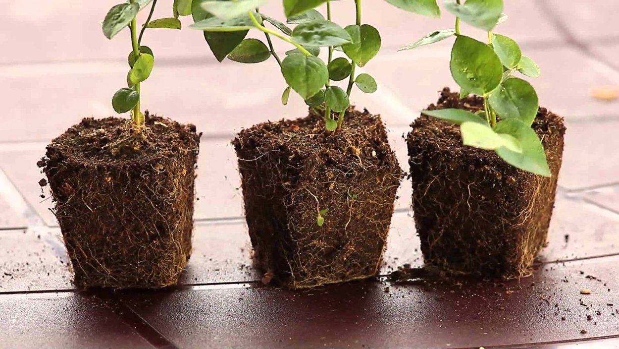 Саженцы растений