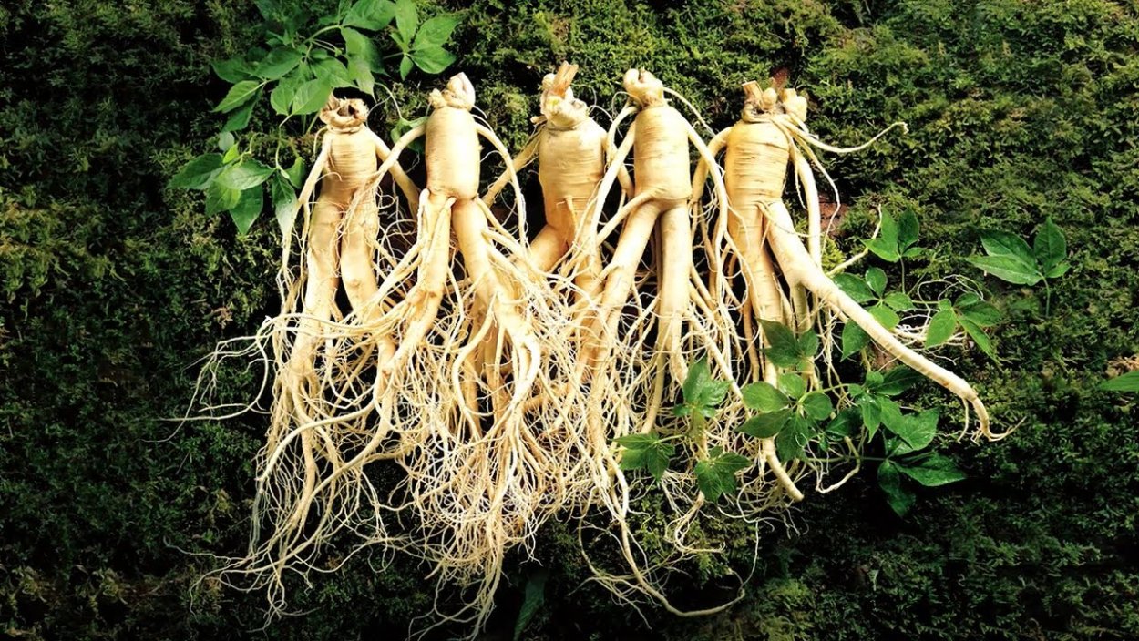 Goldkotagin женьшень