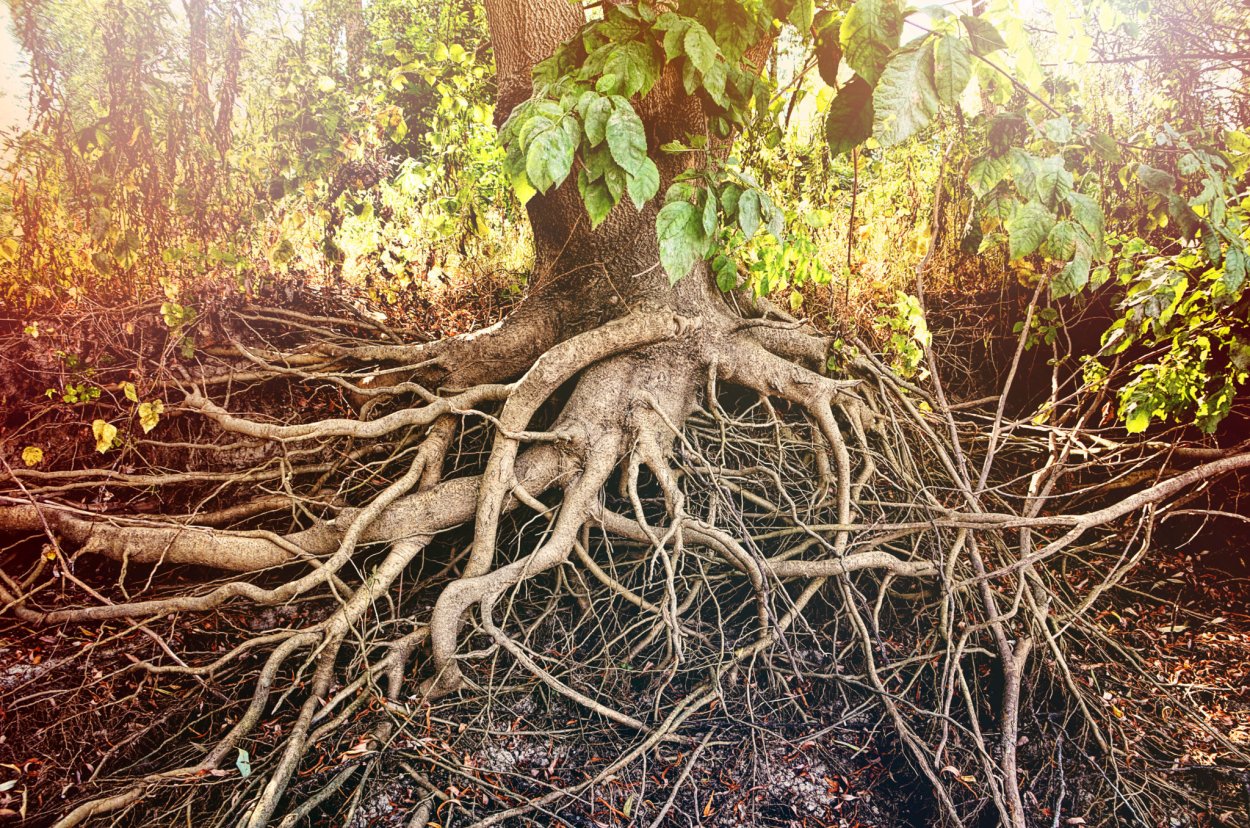 Корень вяза