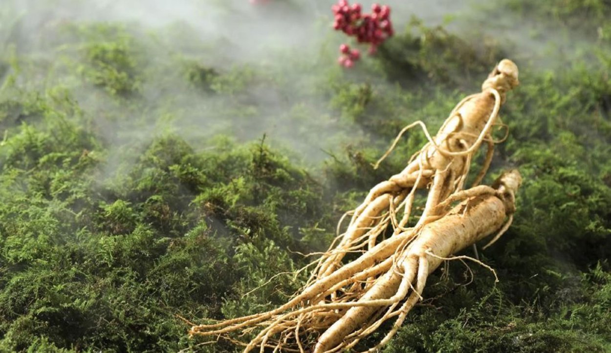 Женьшень Дальневосточный