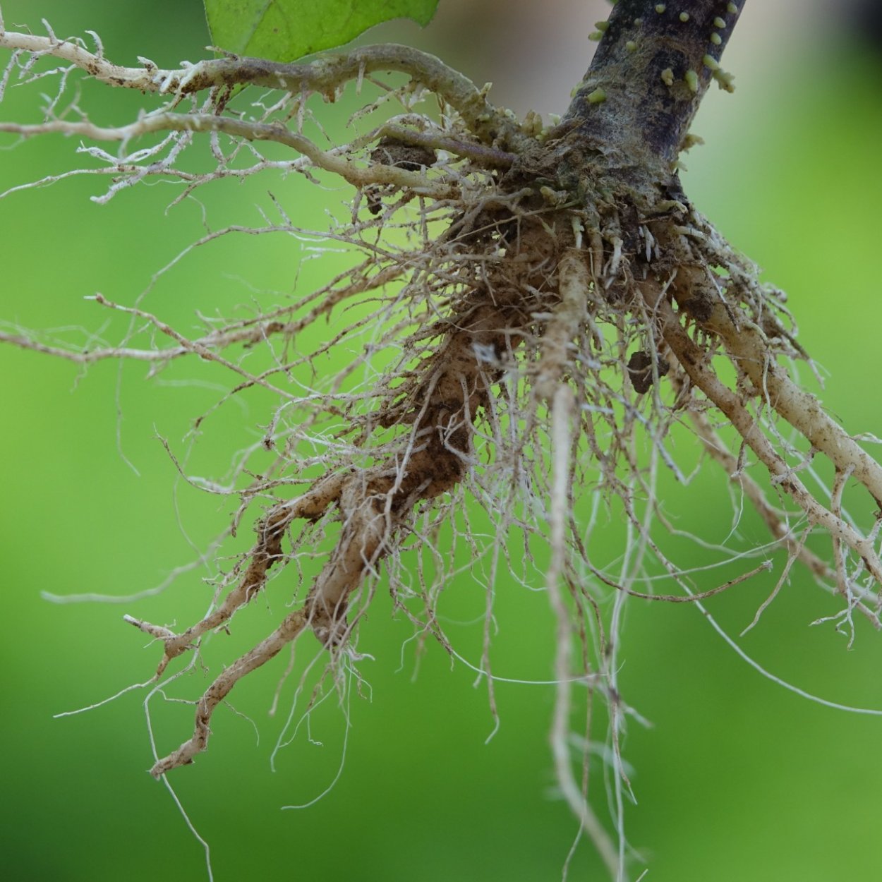 Досковидные корни фикуса