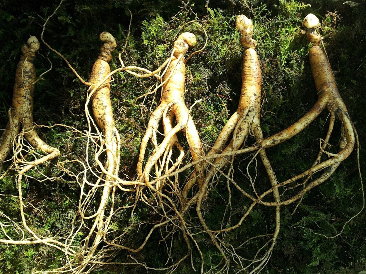 Корни растений