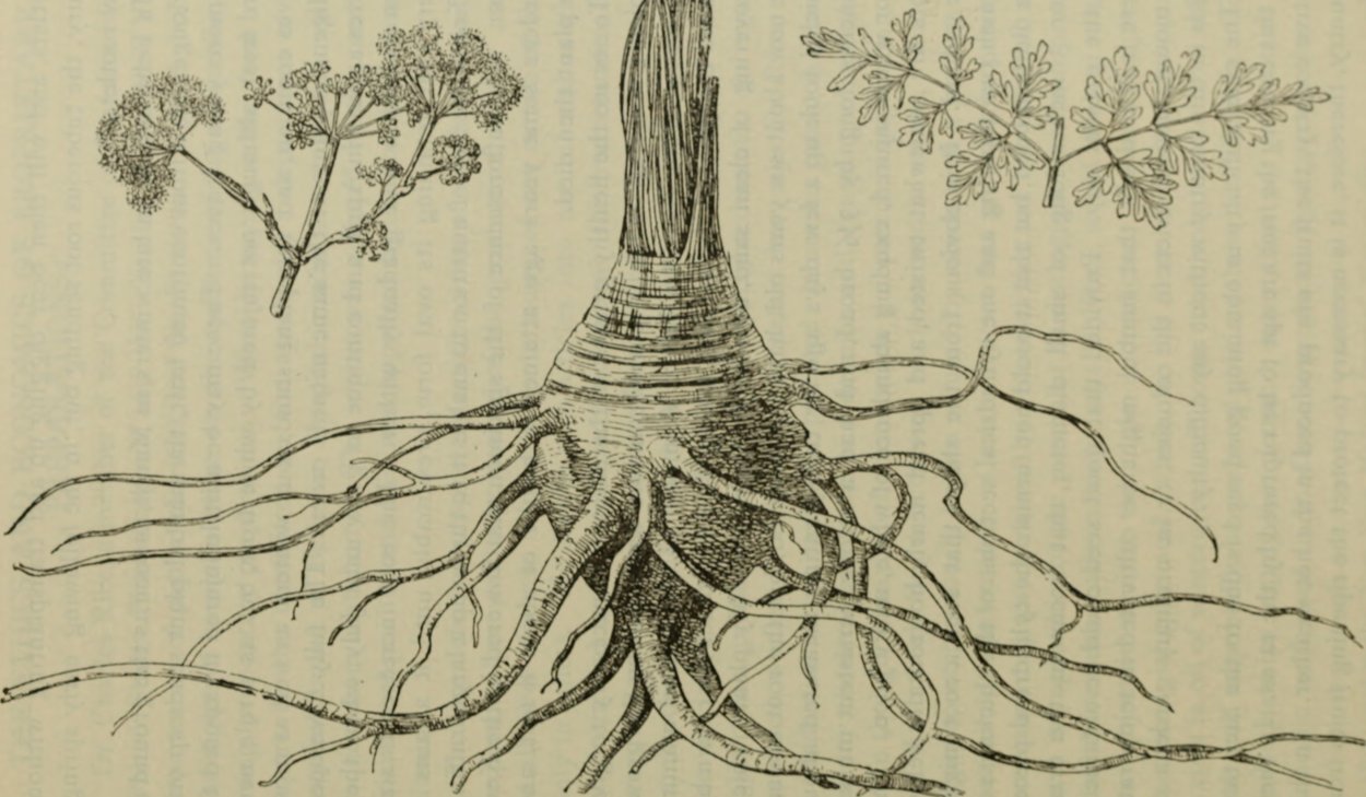 Корни дерева