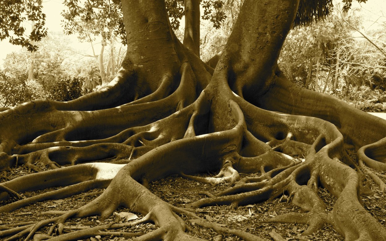 Строение . Функции . Типы корневых систем