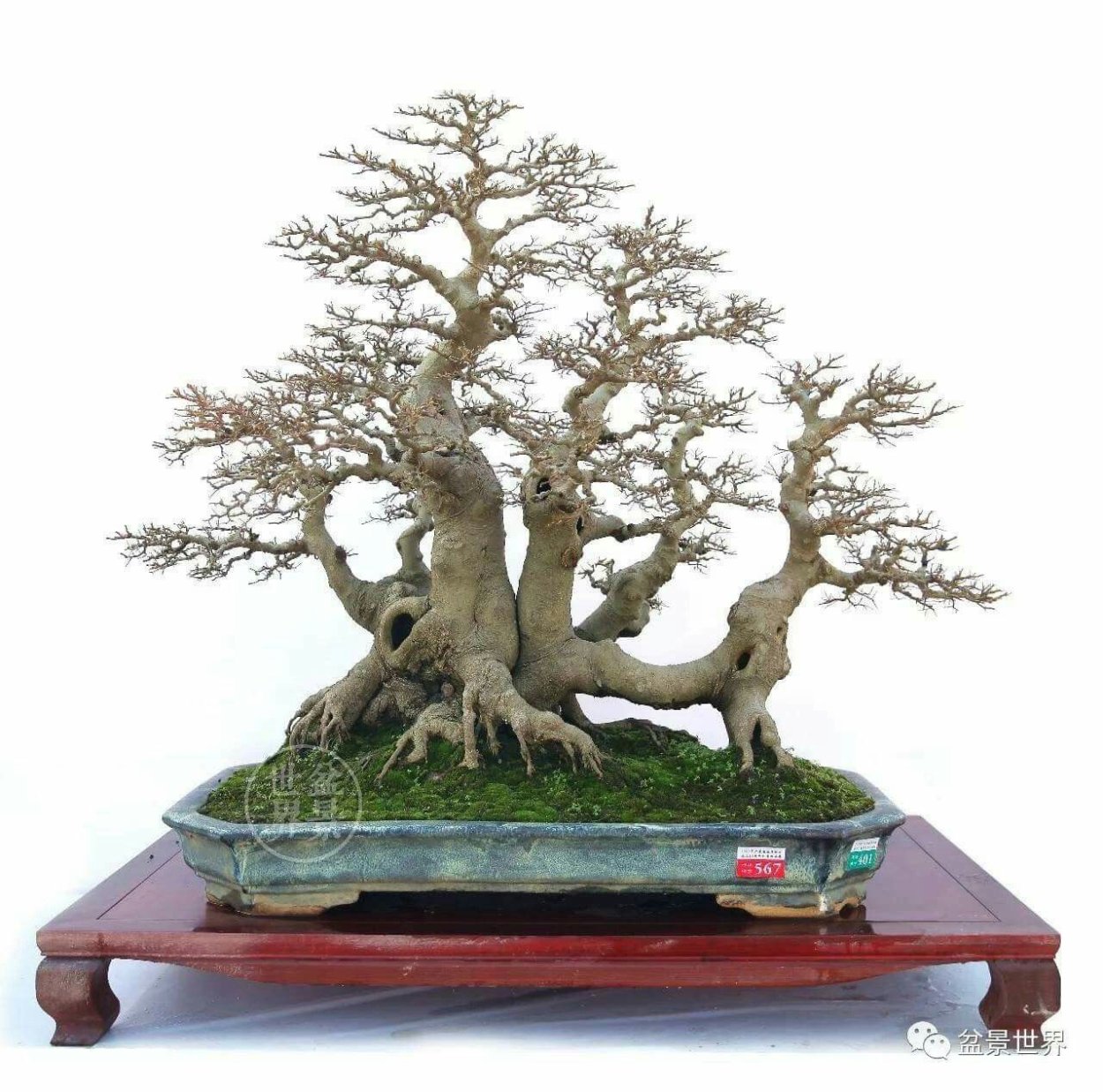 Бьорн бонсай