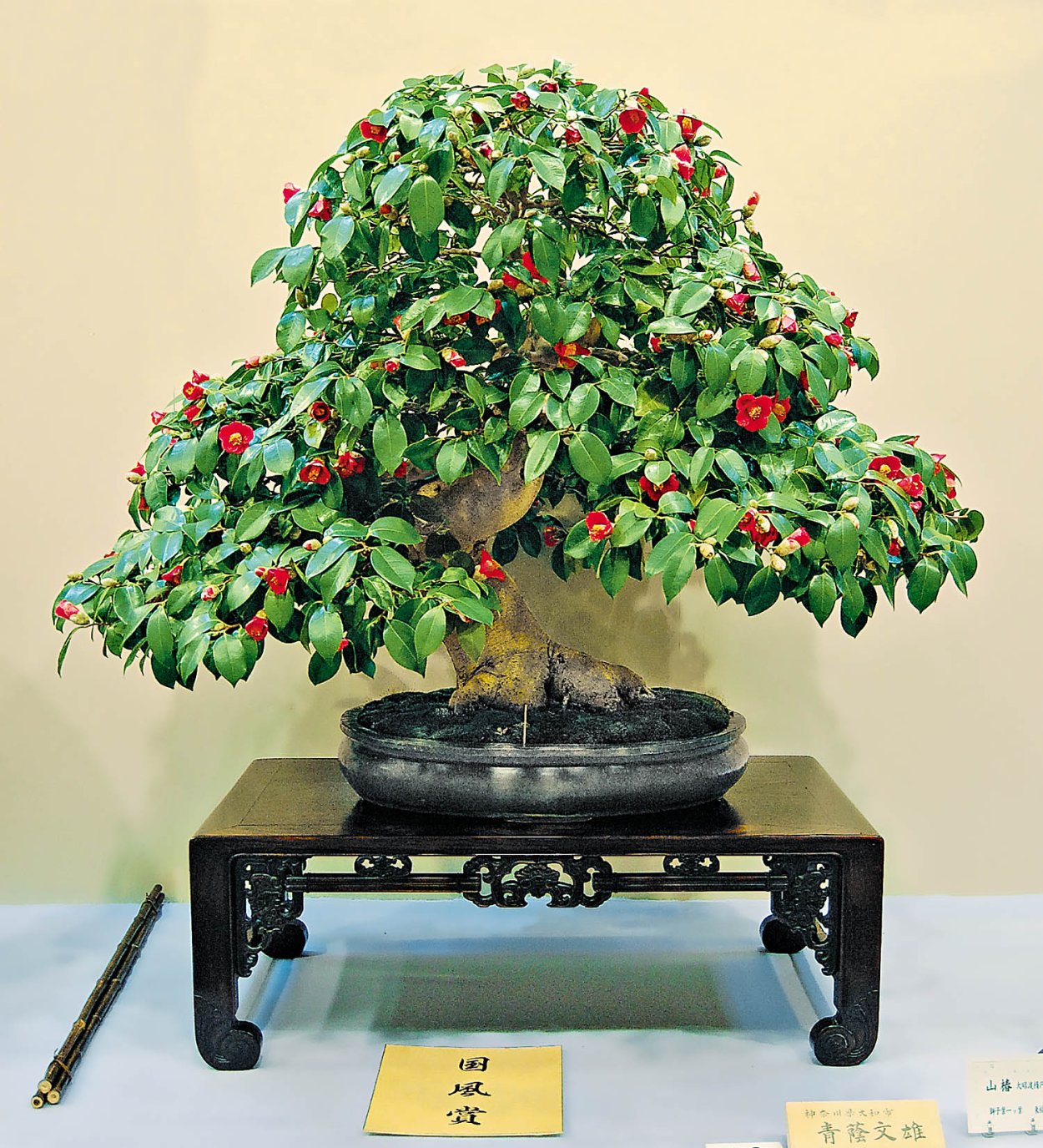 Дерево личи бонсай