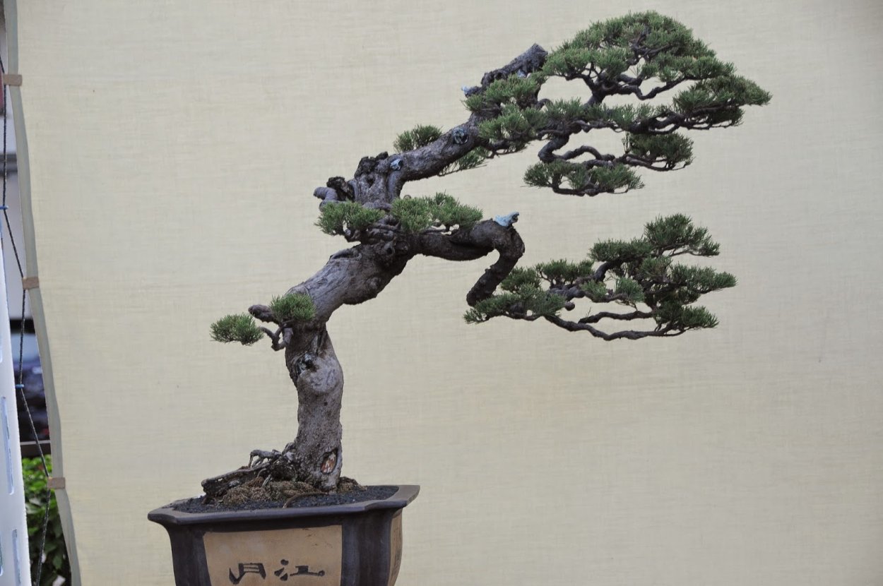 Бонсай в квартире на подоконнике