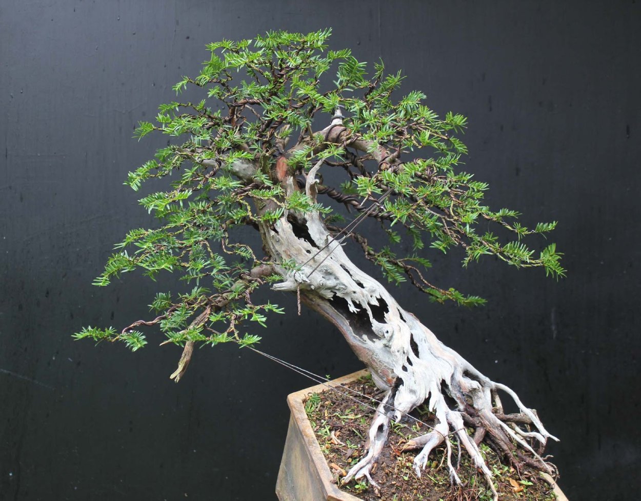 Кунцея Бакстера бонсай