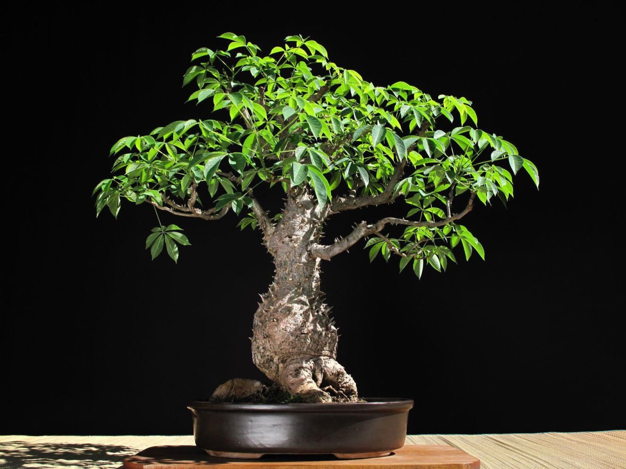 Hinoki Cypress Bonsai